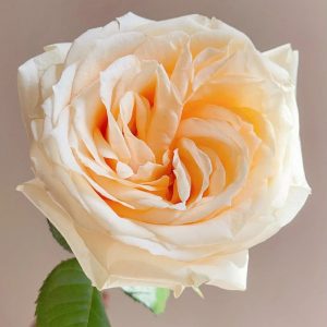 아발란체 샴페인 장미 | 신선한 장미