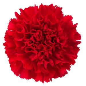 Red Carnation | Fresh Cut Carnations