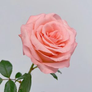 디아나 로즈 | 신선한 자른 장미