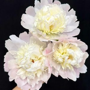 Double-Petal Peony | Fresh Cut Peonies