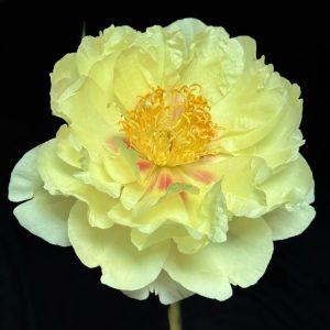 Itoh Peony | Fresh Cut Peonies