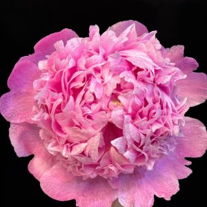 Peony Blue Fuji | Fresh Cut Peonies