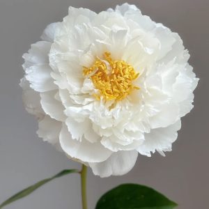 Peony Cream | Fresh Cut Peonies