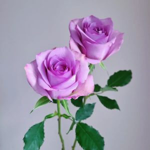 夜鶯玫瑰 | 新鮮切花玫瑰