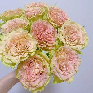 Shangguan Wan'er Rose | Fresh Cut Roses