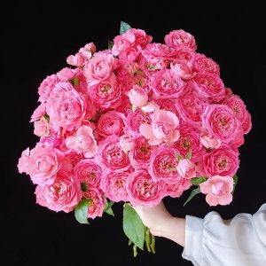 베이비 소피 로즈 | 신선한 꽃 송이