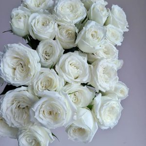 Ақ Бүркек