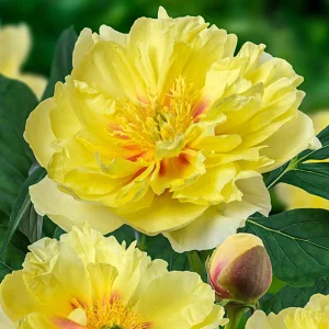 Peony Bartzella