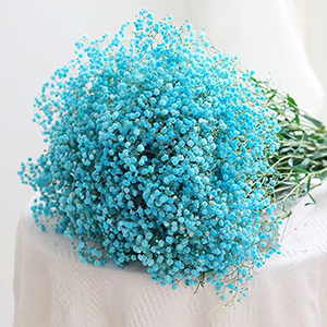 Blue Gypsophila
