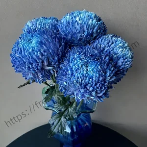 fresh cut blue peony chrysanthemums wholesale, 70-75cm stem length, long stem bunched for florist delivery, freshflowerwholesale