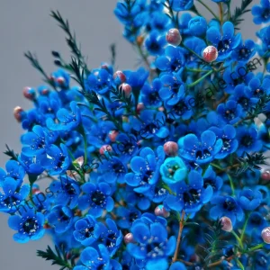 fresh cut blue wintersweet wholesale, 55-60cm stem length, 300g per bunch, fragrant winter flowers bundled for florist delivery, freshflowerwholesale