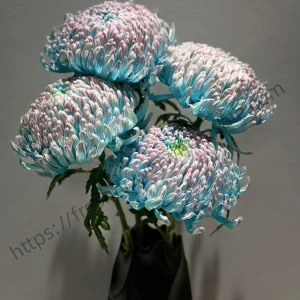fresh cut blue and white porcelain peony chrysanthemums wholesale, 70-75cm stem length, long stem bunched for florist delivery, freshflowerwholesale