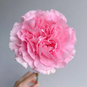 Carnation Pink Diamond | Fresh Cut Carnations