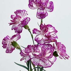 Carnation Spray Danube | Fresh Cut Carnations
