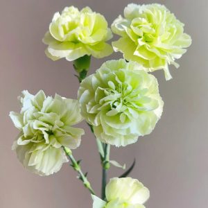 Carnation Spray Green | Fresh Cut Carnations