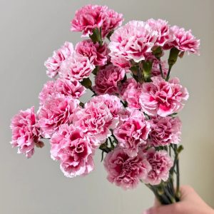 Carnation Spray Peach | Fresh Cut Carnations