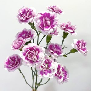 Carnation Spray Fashion Crown Prince | Fresh Cut Carnations