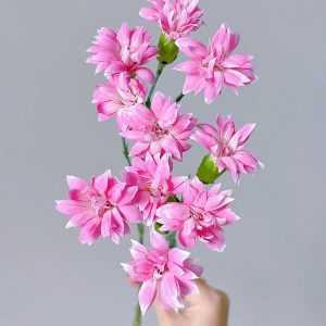 Carnation Spray Pink Star Crown Prince | Fresh Cut Carnations