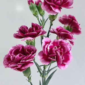 Carnation Spray Star Crown Prince | Fresh Cut Carnations