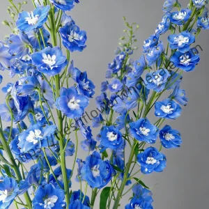 close up of deep blue delphinium flowers, multiple vibrant florets on tall spike, rich blue petals, wholesale cut flowers freshflowerwholesale