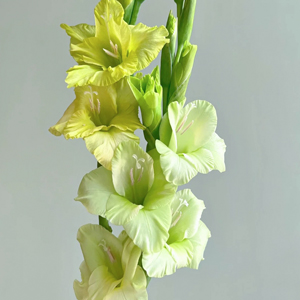 Green Gladiolus