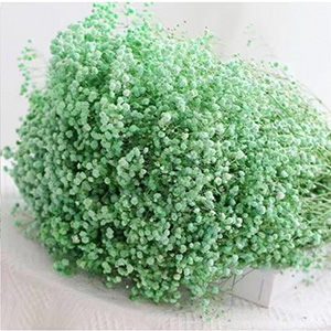 Green Gypsophila