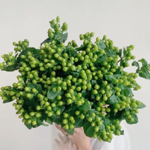 Green Hypericum