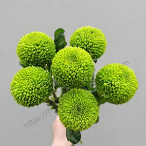 Green Pompon Mum