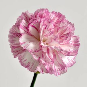 Carnival Carnation | Fresh Cut Carnations