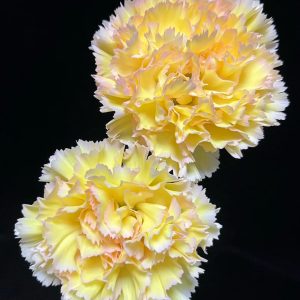 Kekexili Carnation | Fresh Cut Carnations
