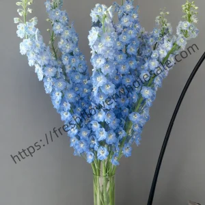 fresh cut light blue delphinium wholesale, long stem bunched for florist delivery, freshflowerwholesale