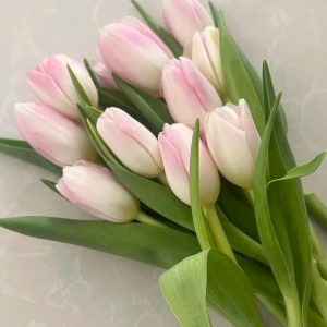 fresh cut light pink tulips wholesale, 40-50cm stem length, bunched for florist delivery, freshflowerwholesale