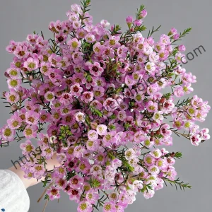 fresh cut light pink wintersweet wholesale, 55-60cm stem length, 300g per bunch, fragrant winter flowers bundled for florist delivery, freshflowerwholesale