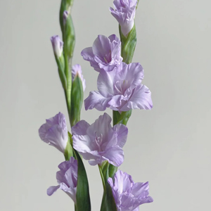 Light Purple Gladiolus