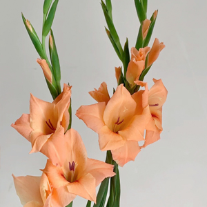 Orange Gladiolus