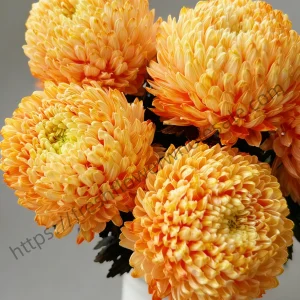 orange peony chrysanthemums tall arrangement, long stem 70-75cm warm orange flowers for autumn events and fall celebrations, wholesale supplier freshflowerwholesale