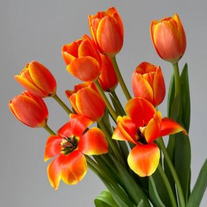 close up of orange tulip flower head, vibrant orange petals with warm tones, wholesale cut flowers freshflowerwholesale