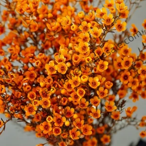 fresh cut orange wintersweet wholesale, 55-60cm stem length, 300g per bunch, fragrant winter flowers bundled for florist delivery, freshflowerwholesale