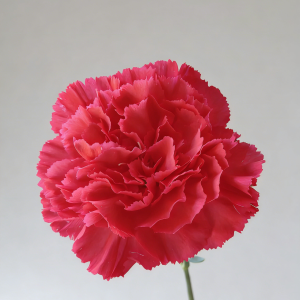 Peach Red Carnation | Fresh Cut Carnations