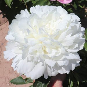 Peony A.B. Franklin