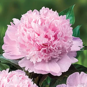 Peony Angel Cheeks