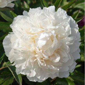Peony Bowl of Cream