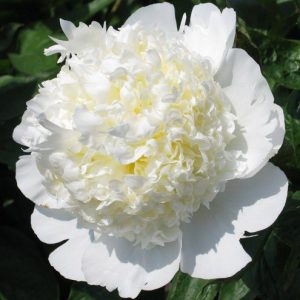 Peony Bridal Shower