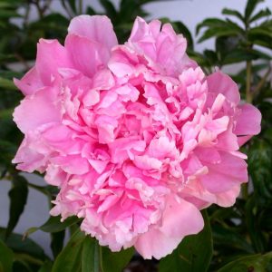 Peony Dr.Alexander Fleming