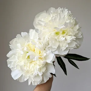 Peony Duchesse De Nemours