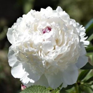 Peony Madame de Vernevile