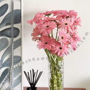 Pink Gerbera