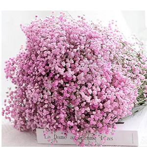 Pink Gypsophila