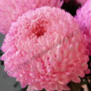 close up of pink peony chrysanthemum flower head, multi-layered pink petals, lush spherical bloom on long 70-75cm stem, wholesale cut flowers freshflowerwholesale