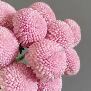 Pink Pompon Mum